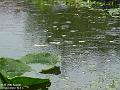 2003-0828Pond